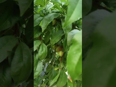 Aiuto al sistema di irrigazione di fertilizzanti per piante