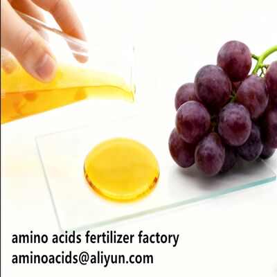 comprare Amino Acid 80% Liquid Hydrolyzed Fertilizer with Free Amino Acid ≥750g/L Total Nitrogen ≥12.0% and High Solubility for Organic Farming online manufacture